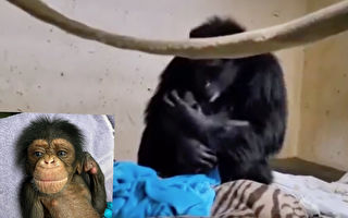 黑猩猩剖腹产后首见宝宝 画面好温馨