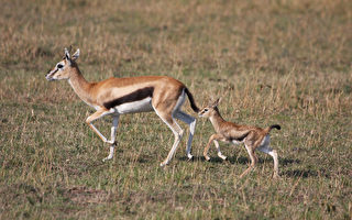 为了救幼崽 羚羊妈妈单挑非洲最大的猛禽类